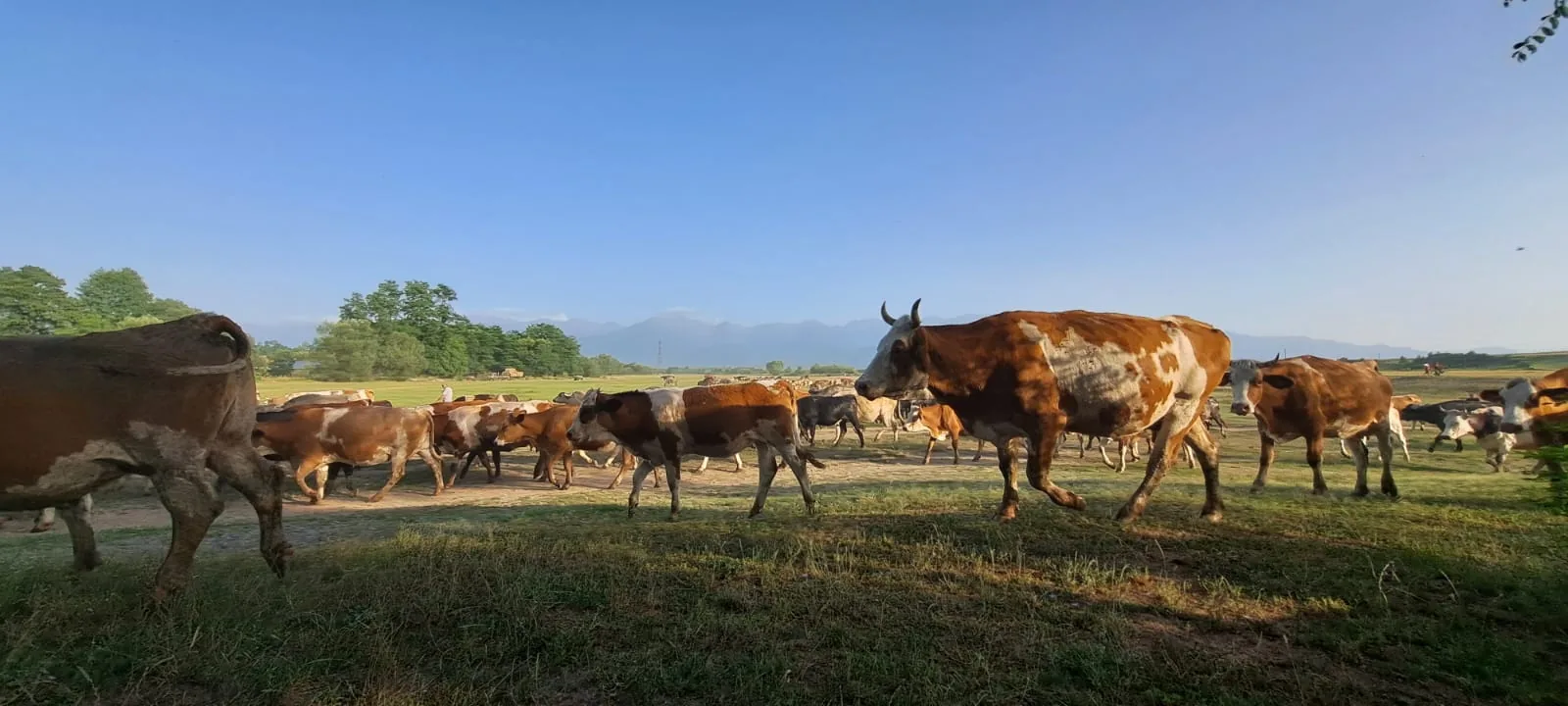 Grătar exterior – Porumbacu 381